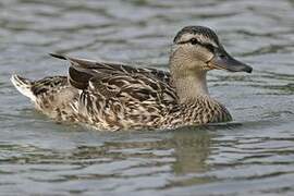 Canard colvert