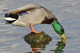 Canard colvert