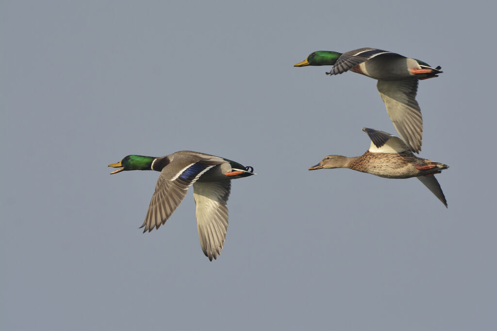 Canard colvert, Vol