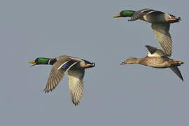 Mallard