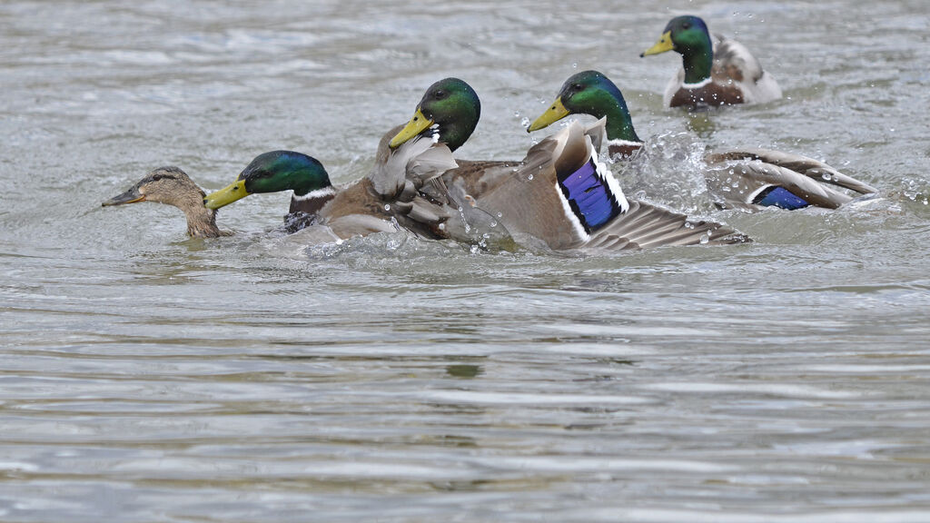 Canard colvert, Comportement