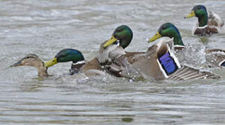 Canard colvert