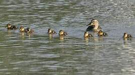 Canard colvert