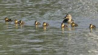 Canard colvert