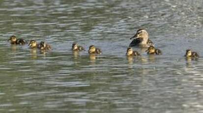 Canard colvert
