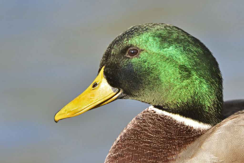 Canard colvert mâle adulte nuptial, identification