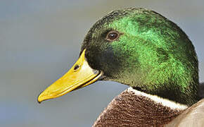 Mallard