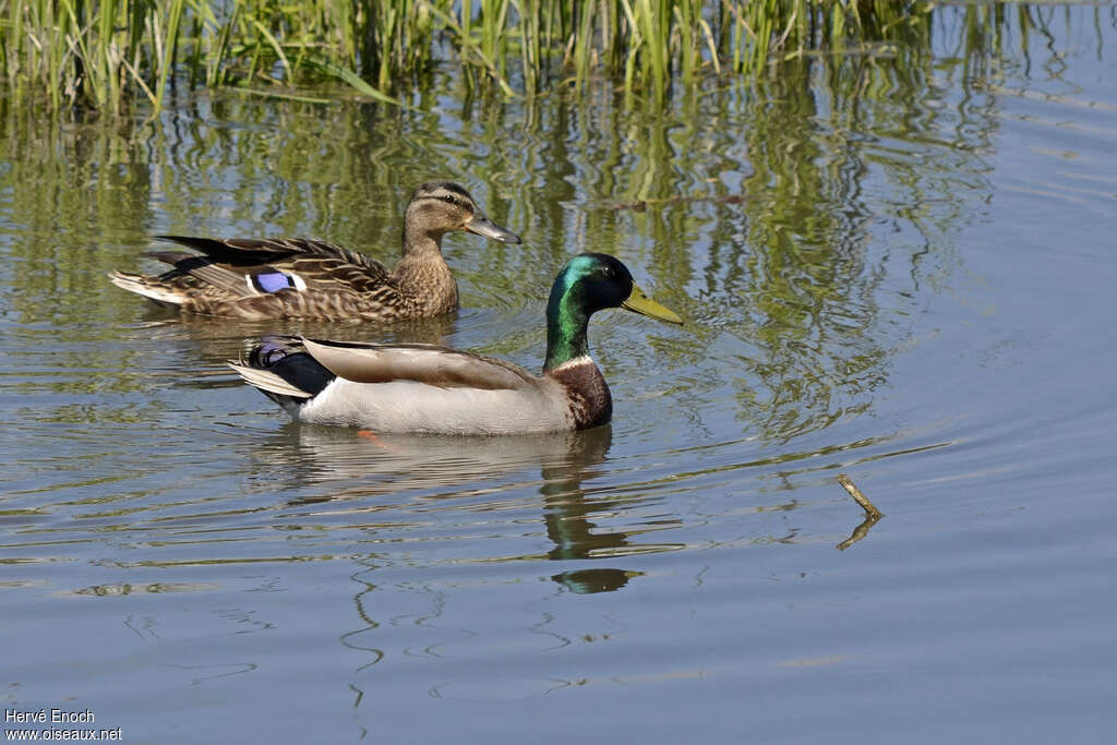 Canard colvertadulte nuptial, pigmentation, nage