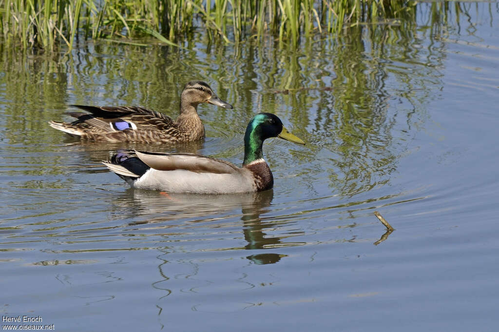 Canard colvertadulte nuptial, pigmentation, nage