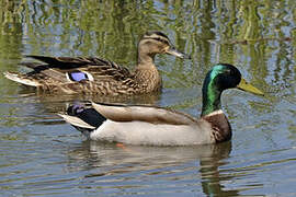 Canard colvert