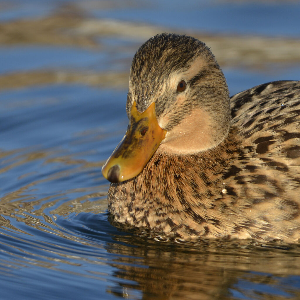 Canard colvert femelle adulte