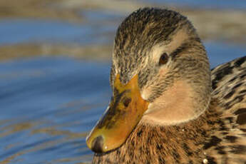 Canard colvert