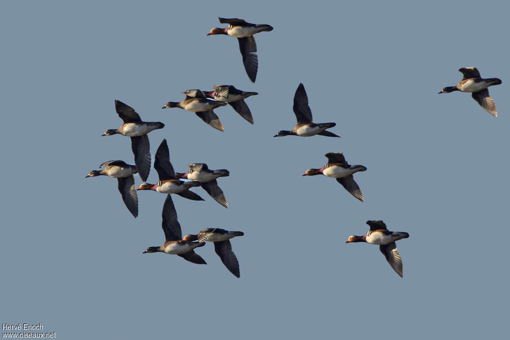 Mandarin Duck, Flight