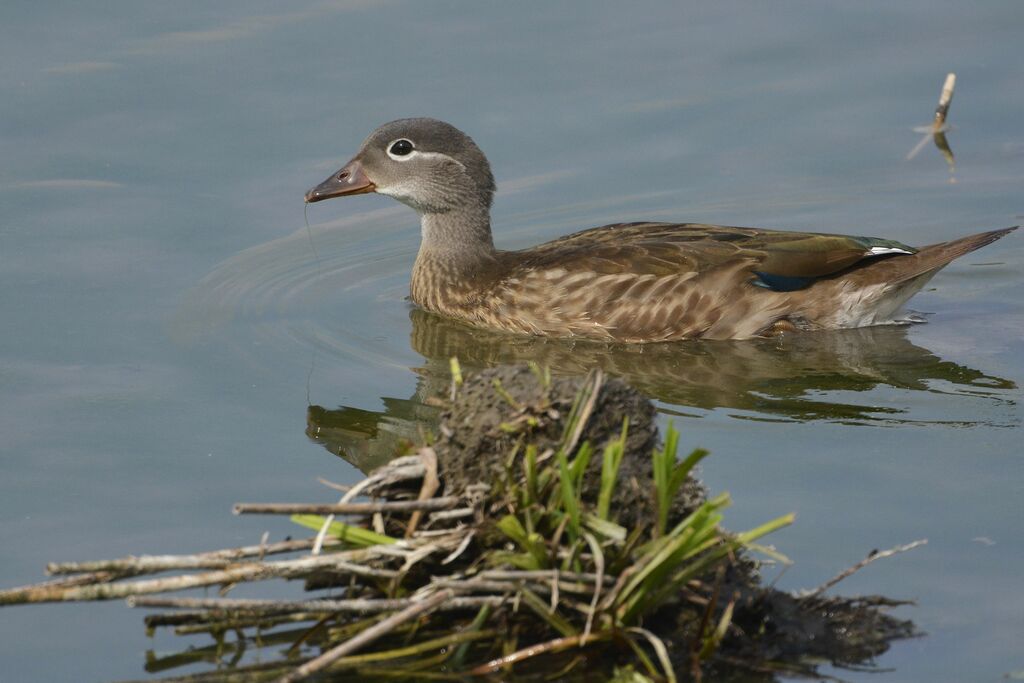 Mandarin Duckjuvenile, identification