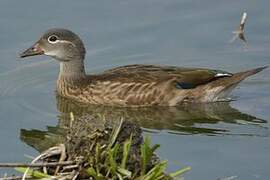 Mandarin Duck