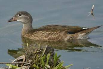 Canard mandarin