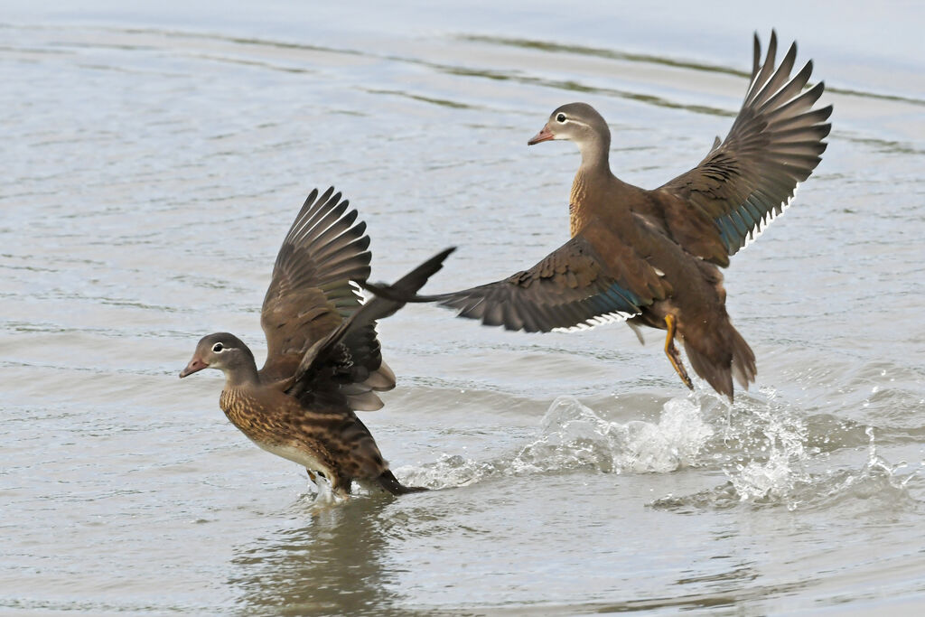 Canard mandarinjuvénile