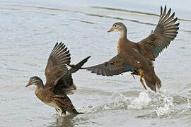 Mandarin Duck