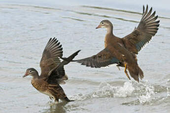 Canard mandarin