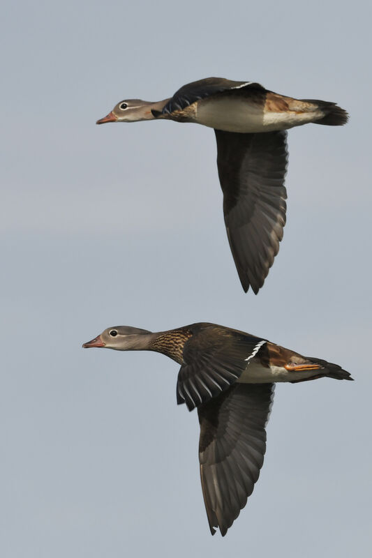 Mandarin Duckjuvenile, Flight