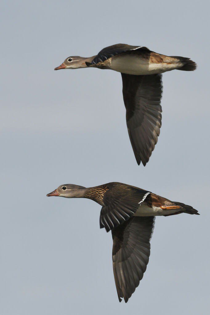 Canard mandarinjuvénile, Vol