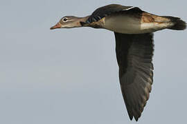 Mandarin Duck