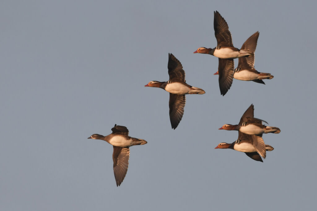 Canard mandarin, Vol