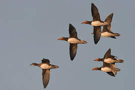 Mandarin Duck