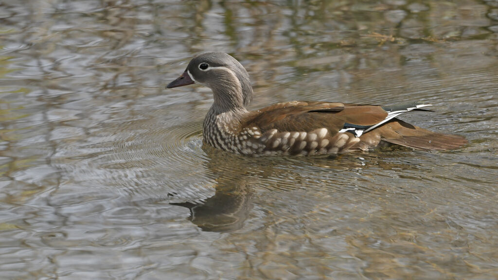 Mandarin Duck female adult breeding, identification