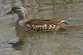 Canard mandarin