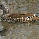 Canard mandarin