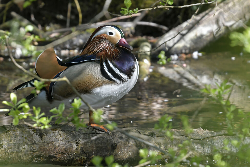 Canard mandarin mâle adulte nuptial, identification