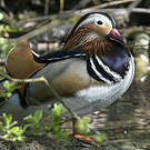 Canard mandarin