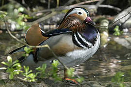 Mandarin Duck