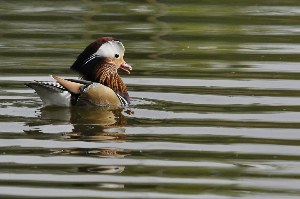 Mandarin Duck male adult breeding, identification