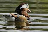 Canard mandarin