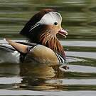 Canard mandarin