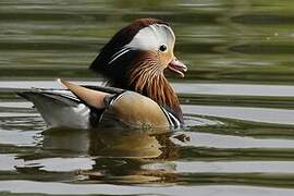 Mandarin Duck