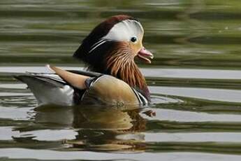 Canard mandarin