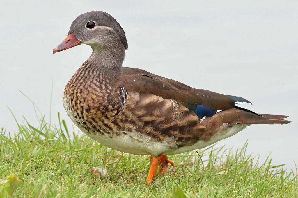 Canard mandarin femelle adulte, identification