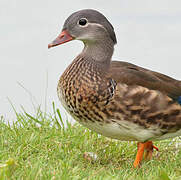 Mandarin Duck