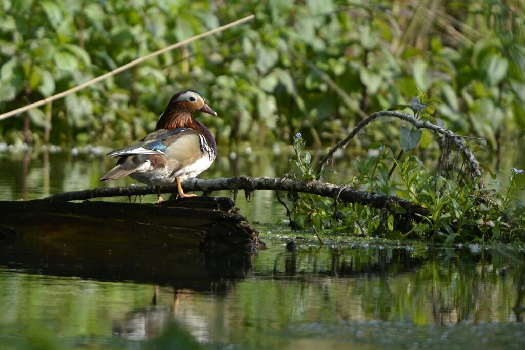 Canard mandarin mâle, identification