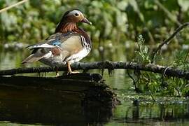 Mandarin Duck