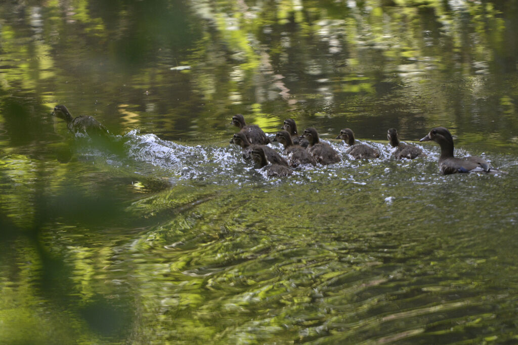 Canard mandarinjuvénile, Comportement