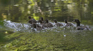 Canard mandarin