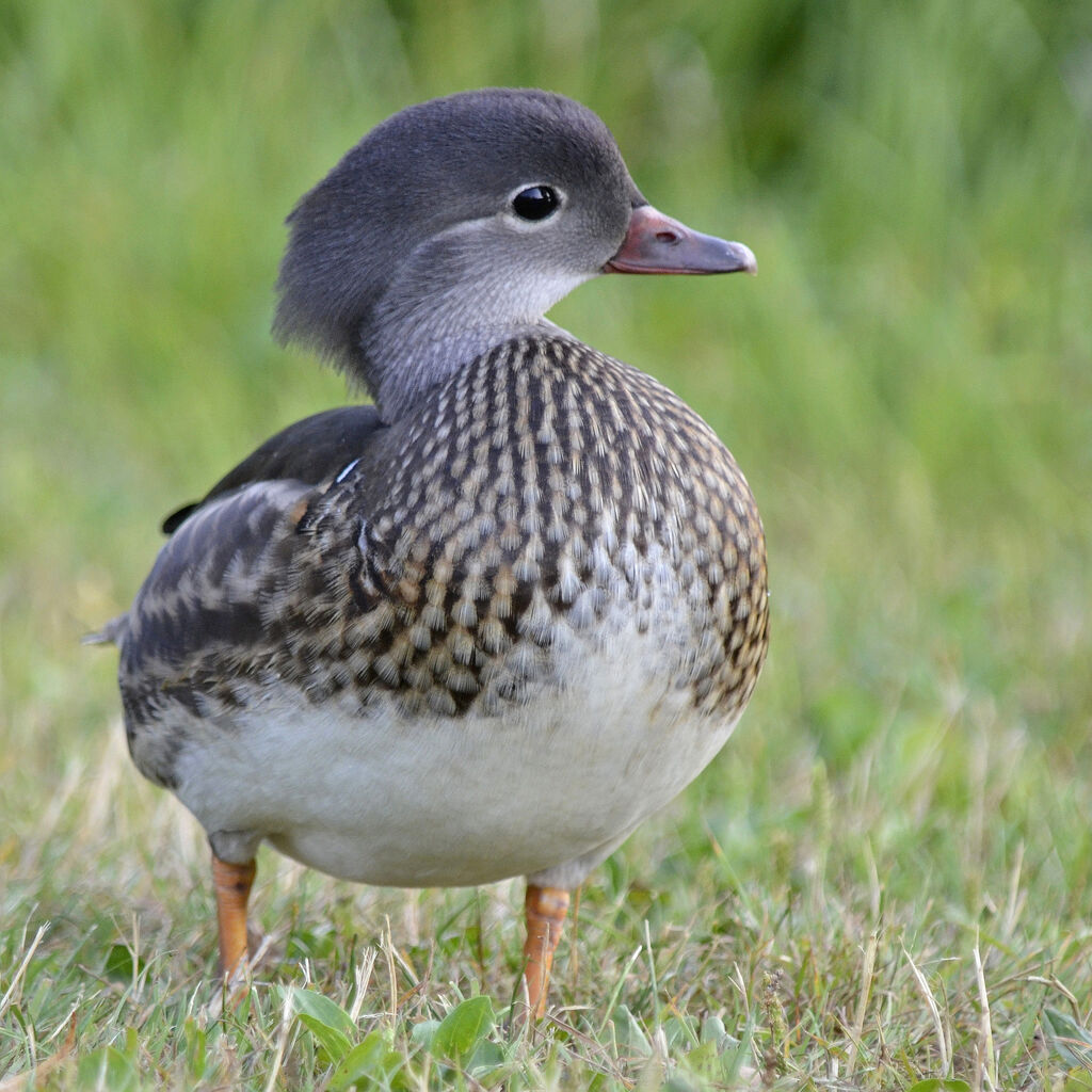 Mandarin Duck female adult, identification