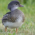 Canard mandarin
