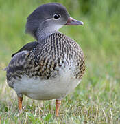 Mandarin Duck