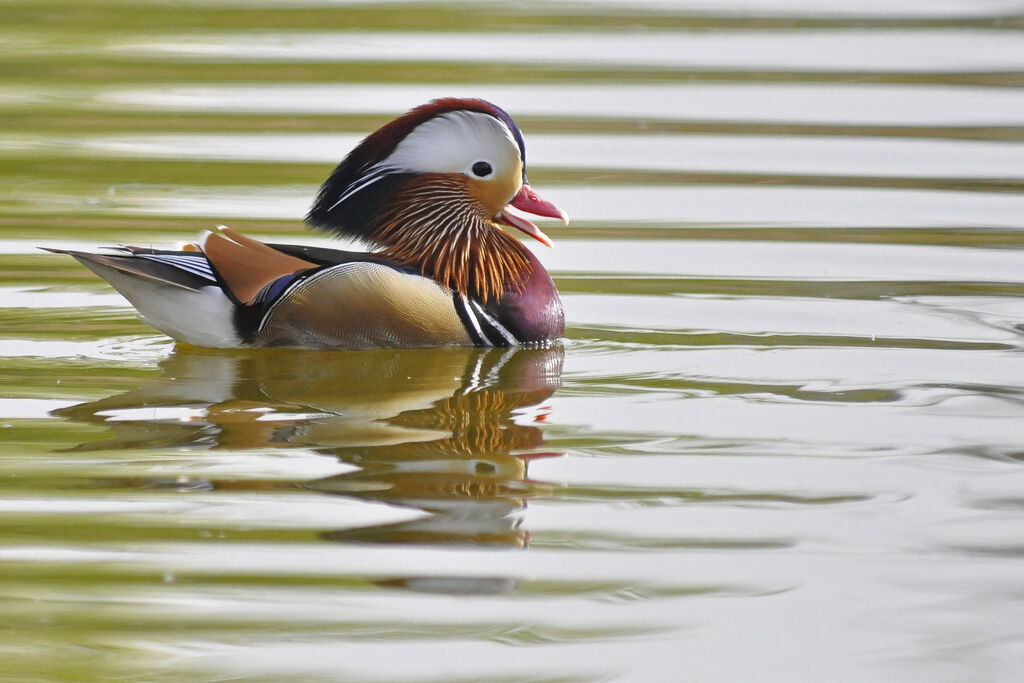 Mandarin Duck male adult breeding, identification