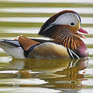Canard mandarin